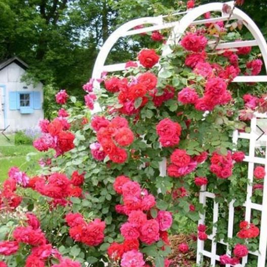 Elegant Climbing Rose Flower Seeds